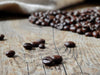 Premium San Francisco Bay French Roast - Best Price Guaranteed