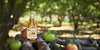 Premium Martinelli's Sparkling Apple Juice, 10 Ounce (Pack of 12)